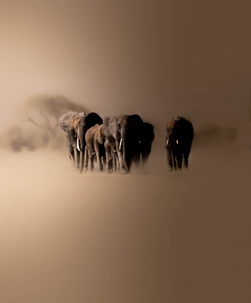 Elephants