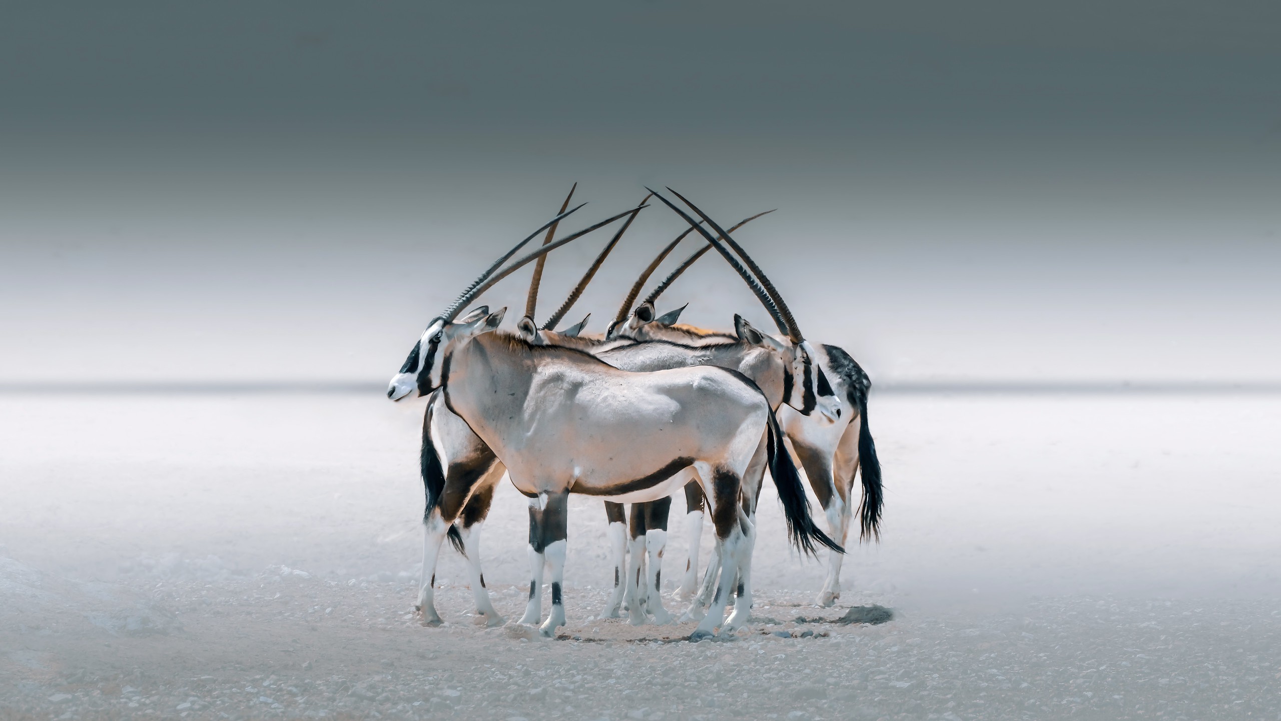 Desert adapted Oryx