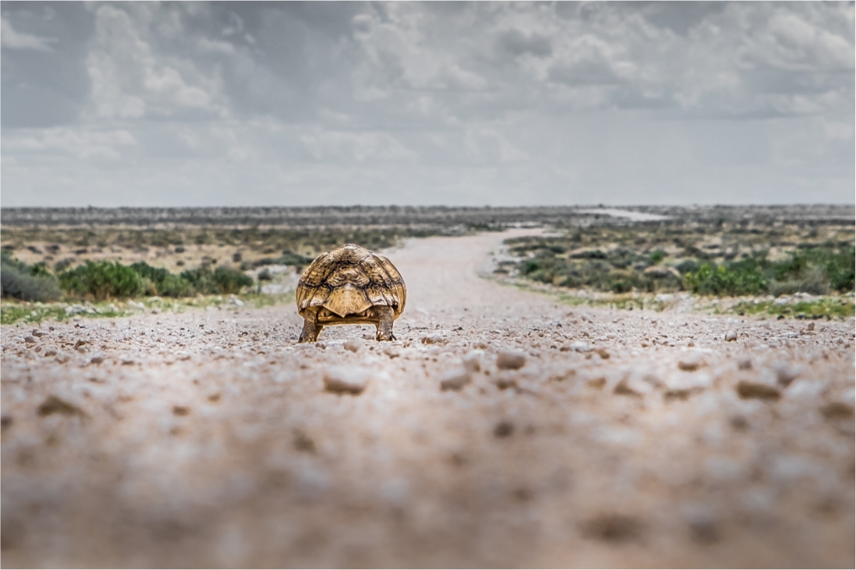 Tortoise walking on Namibian gravel road